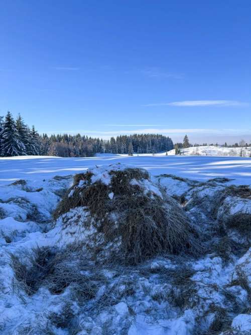 høyballer på et jorde dekket i snø