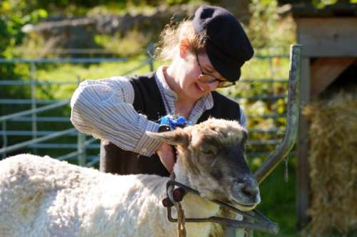 A sheep and a farmer