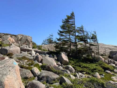 Trees bending in the wind. Blue signage marking the coastal path on a rock.