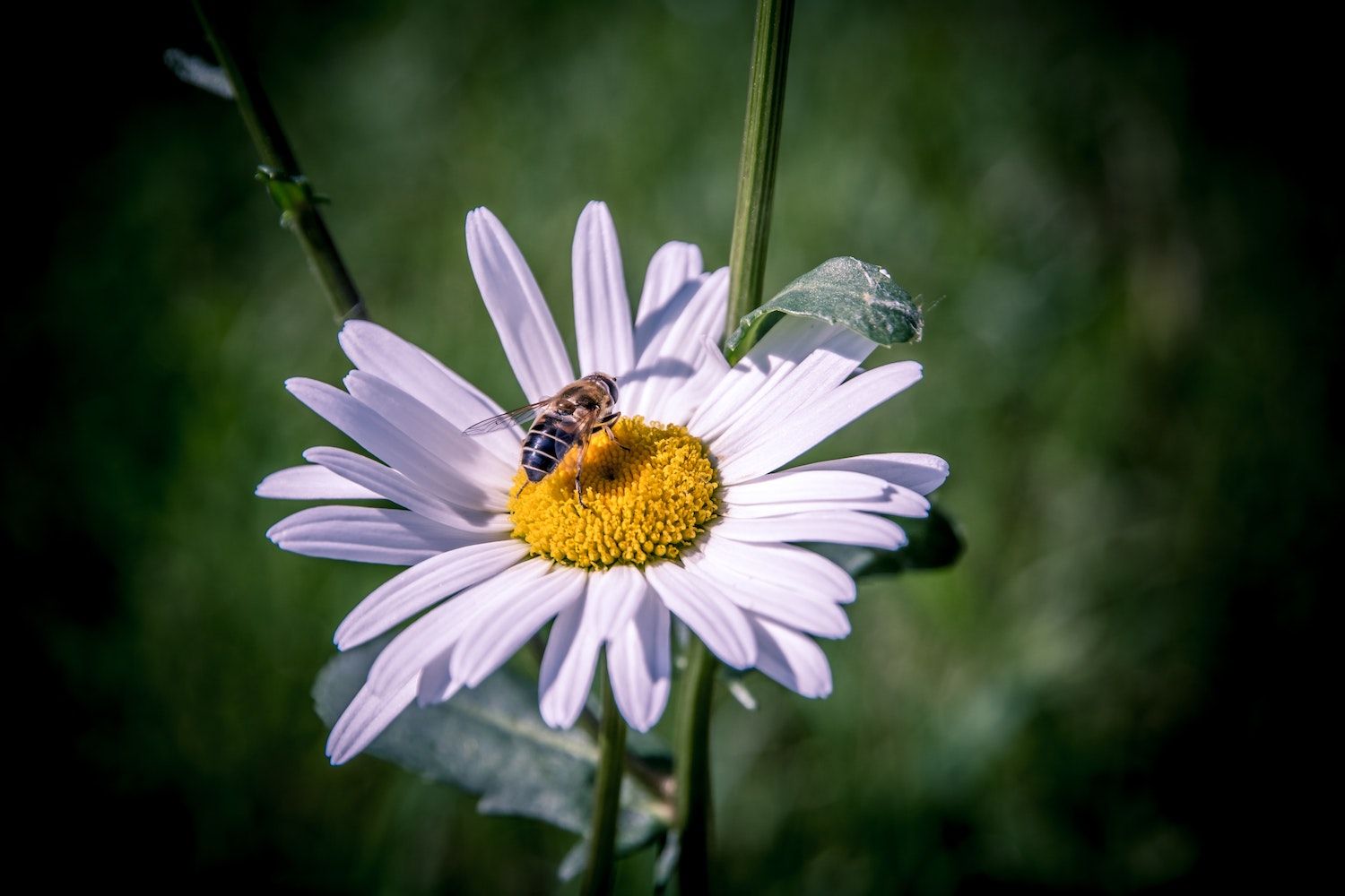 A bee on a yellow and white flower