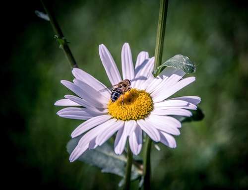 A bee on a yellow and white flower