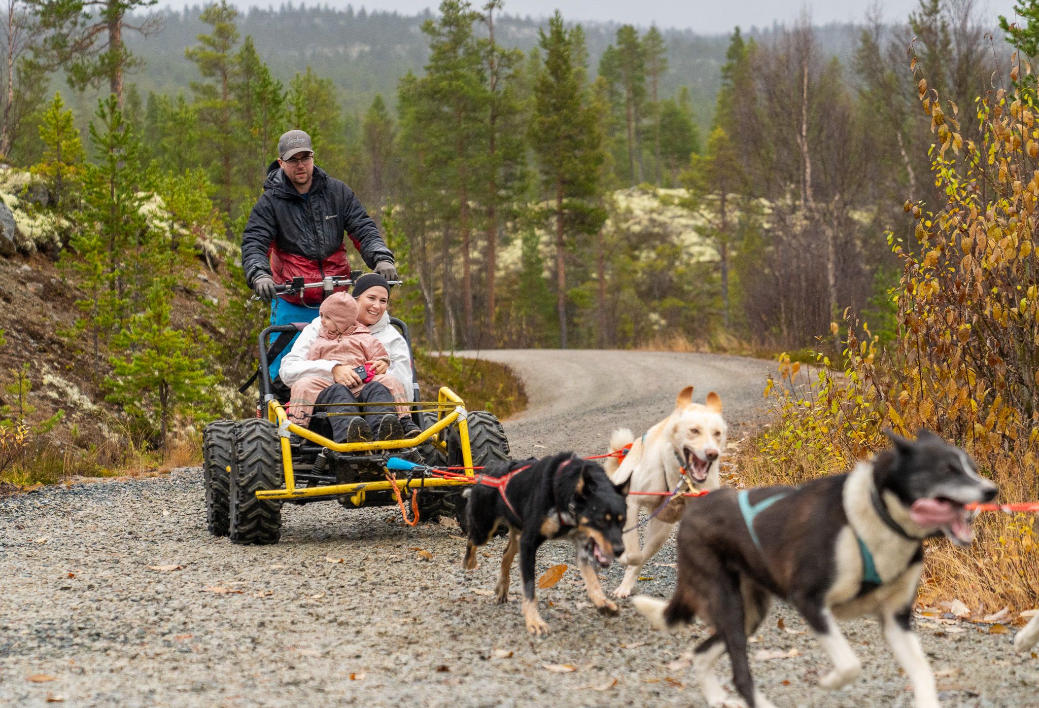 En mann, en dame og et barn på hundeslede i skogen.