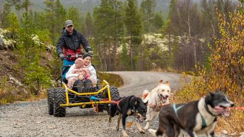 A man, a woman and a child dog sledding in the woods.