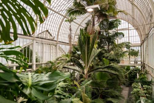 Palmehuset i Göteborg botaniske hage