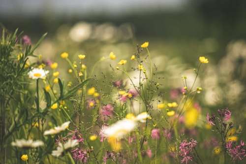 A flower meadow with pink and yellow flowers.