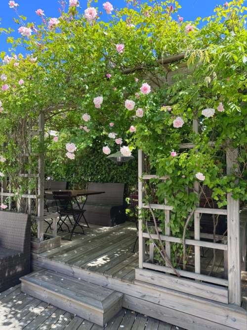 Idyllic outdoor dining area adorned with rose bushes and beneath the blue skies.
